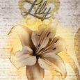 the forbidden lily shelley young
