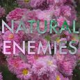 natural enemies roan parrish