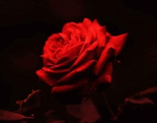 crimson bite ivana skye