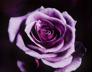 violet elation ivana skye