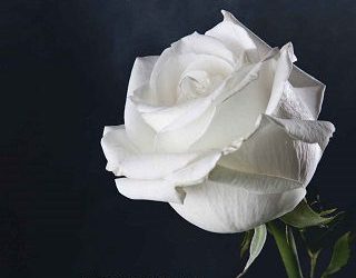 something new ashlee rose