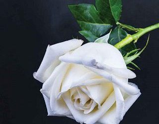 something to lose ashlee rose