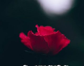 sweetest evil kerry taylor