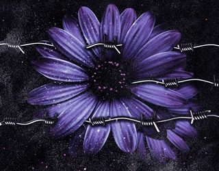 hide from me chelle wolfe